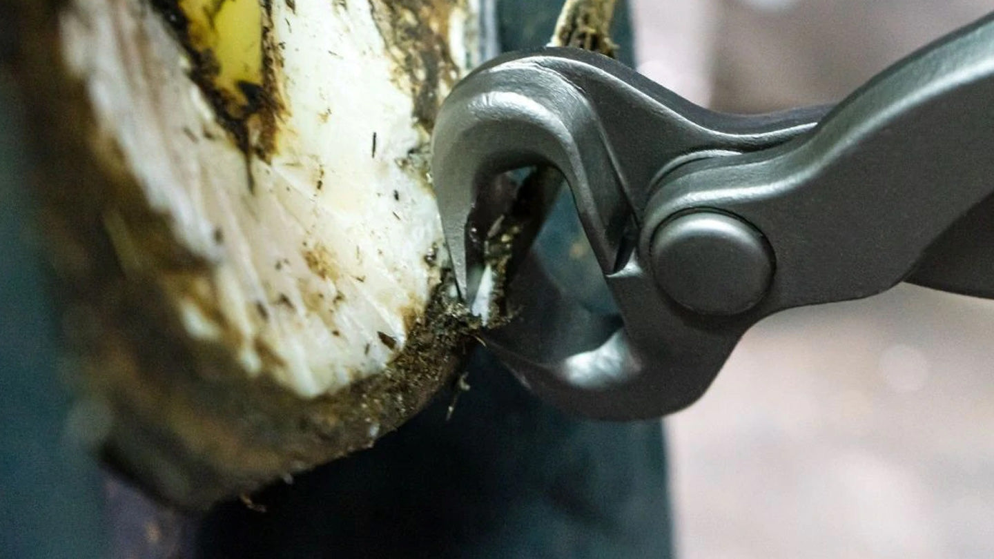 Hoof Nippers Horseshoe Express