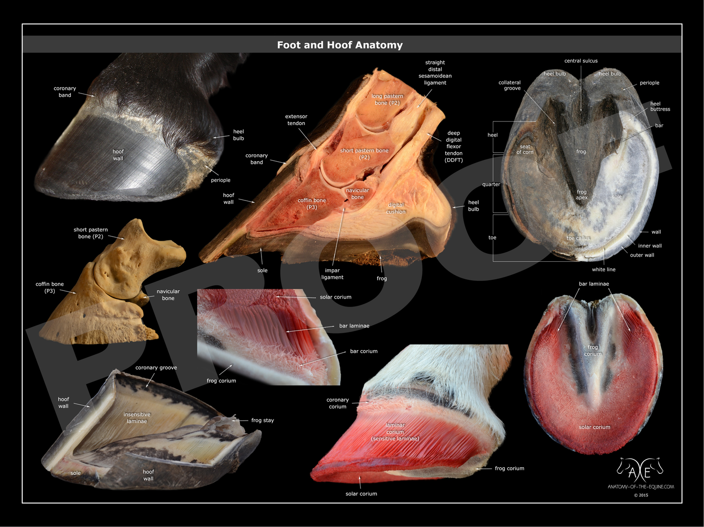Foot and Hoof Anatomy Poster 61x45 cm