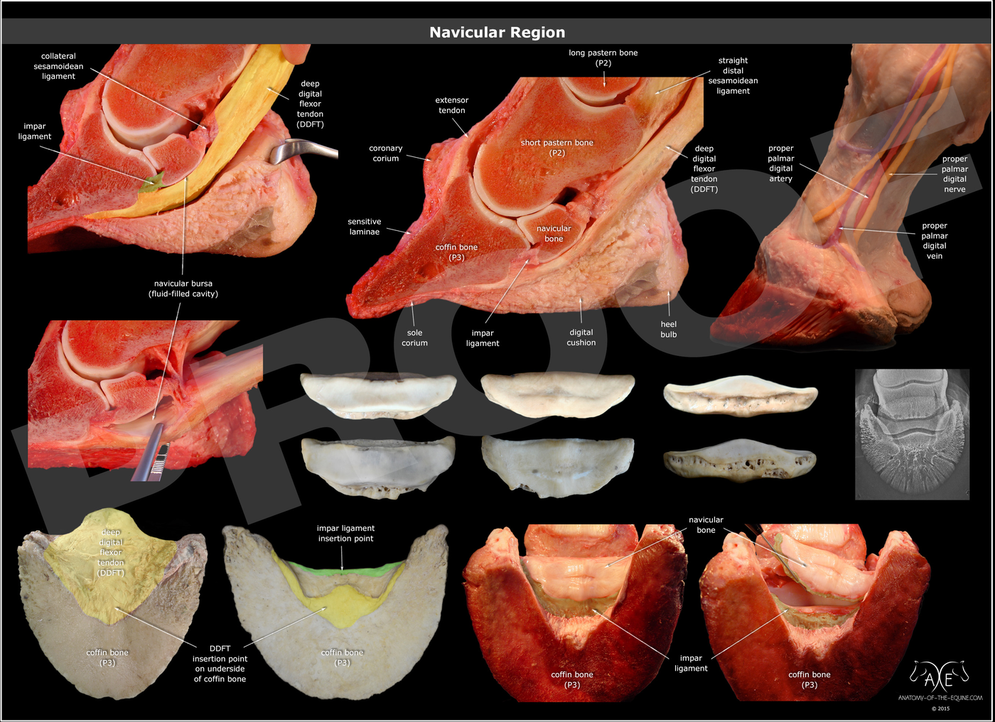 Navicular Syndrome Poster 61x45 cm